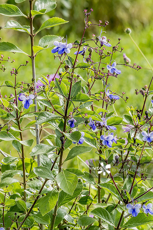 乌干达赪桐图片素材