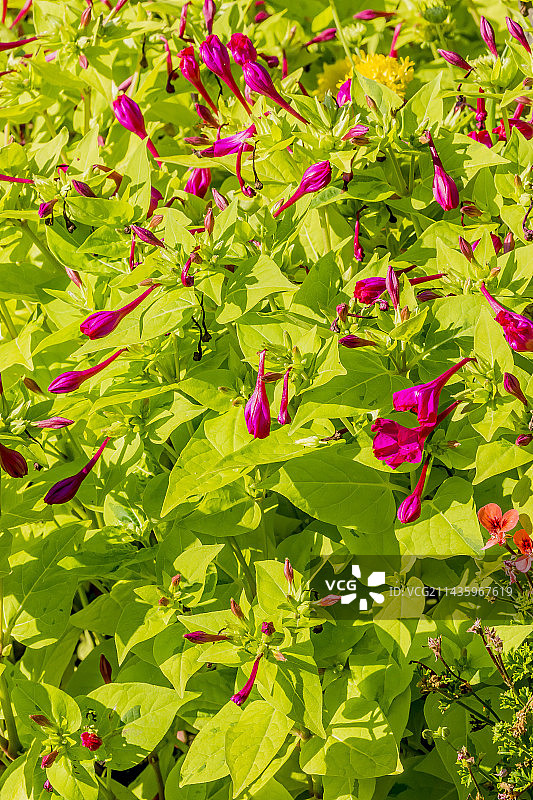 紫茉莉“莱姆灯”图片素材