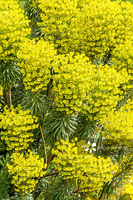 约翰·汤姆林森狼大戟亚种图片素材