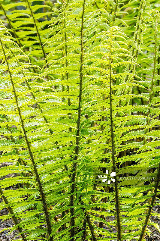 华丽鳞毛蕨图片素材