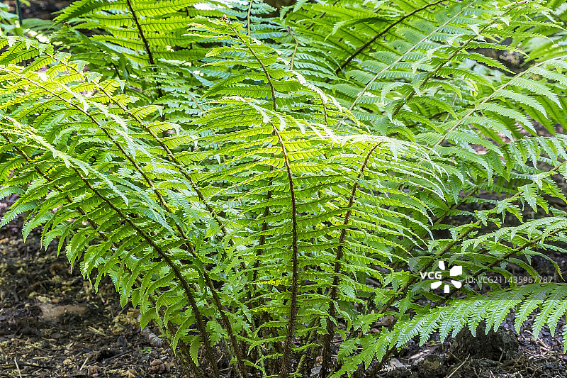 粗茎鳞毛蕨图片素材