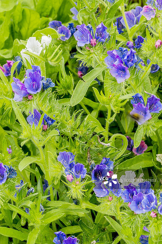 蓝床单蓝蓟图片素材