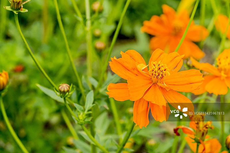 硫华菊“卡里奥卡”图片素材