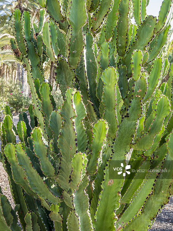 烛台大戟图片素材