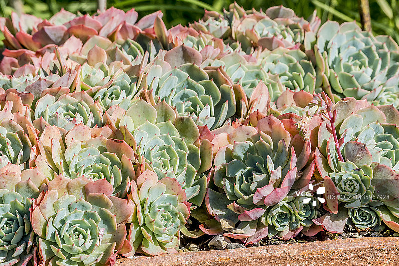 蓝石莲图片素材