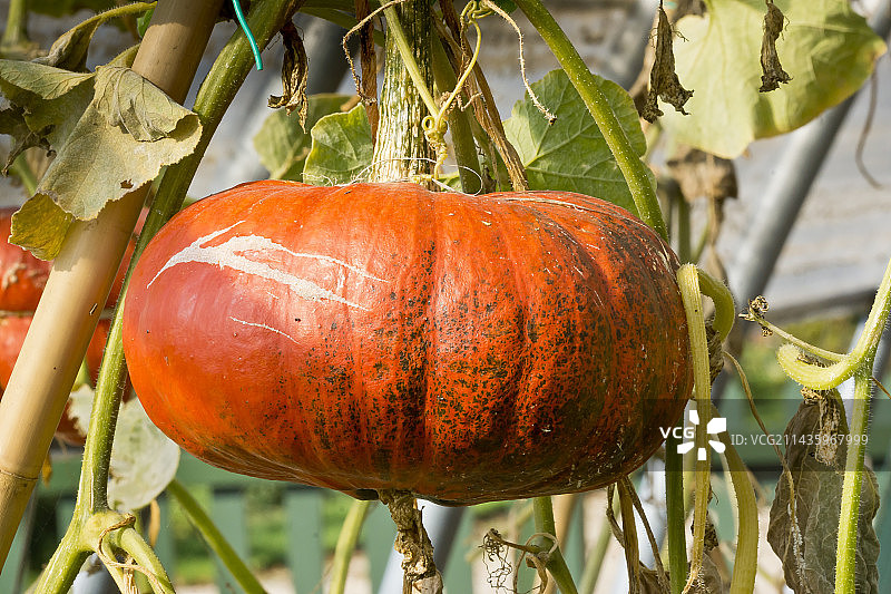 Etampes的鲜红色南瓜图片素材