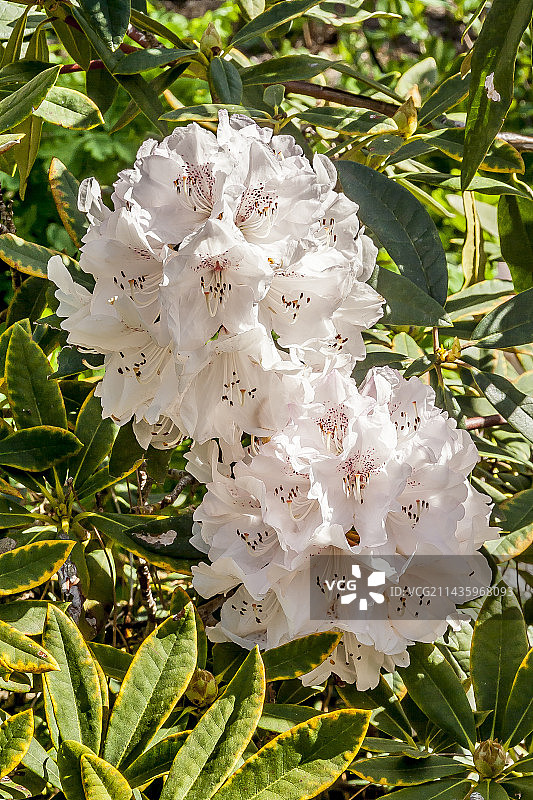 花园里盛开的杜鹃花图片素材