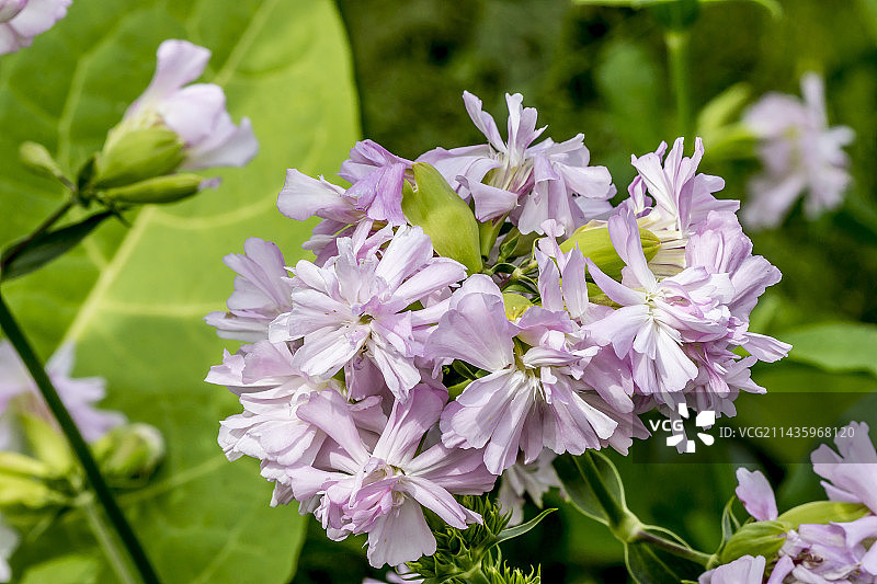肥皂草图片素材