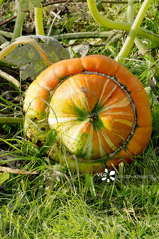 土耳其帽南瓜图片素材