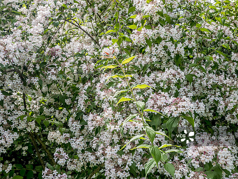 粉云猬实图片素材