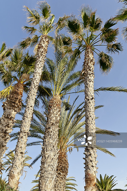 华盛顿棕榈图片素材