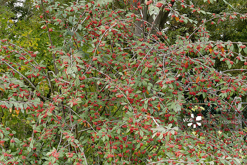 红叶柳叶石图片素材