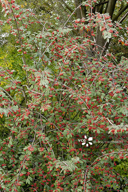 红叶柳叶石图片素材