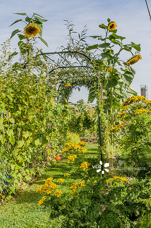巨型向日葵，布勒伊学院菜园，法国巴黎图片素材