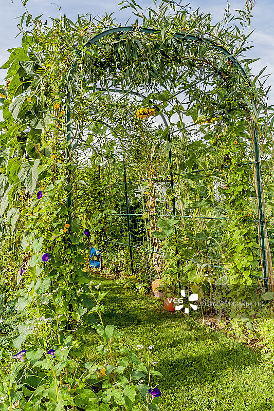 巨型向日葵，布勒伊学院菜园，法国巴黎图片素材