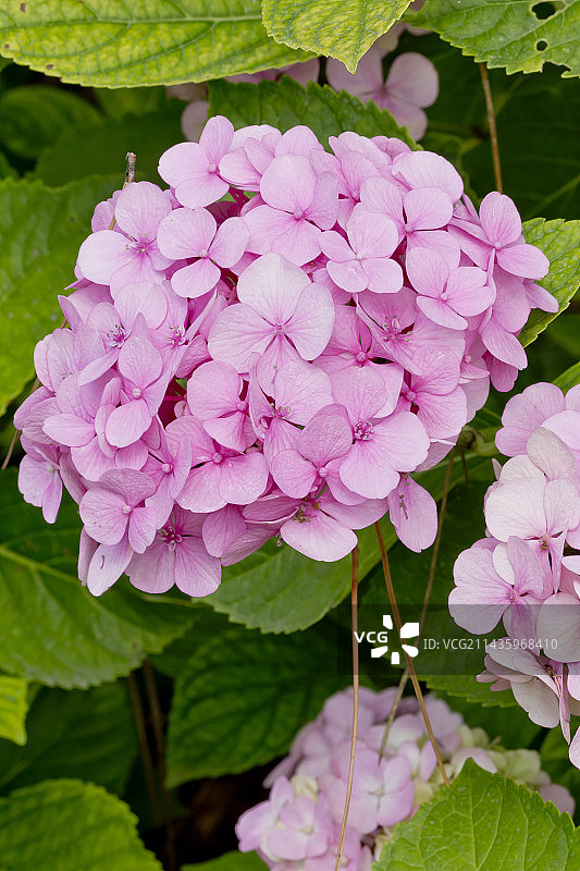 花园中盛开的绣球花图片素材