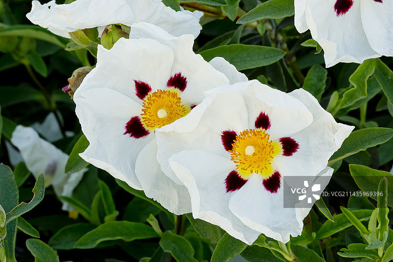 樟叶岩蔷薇图片素材