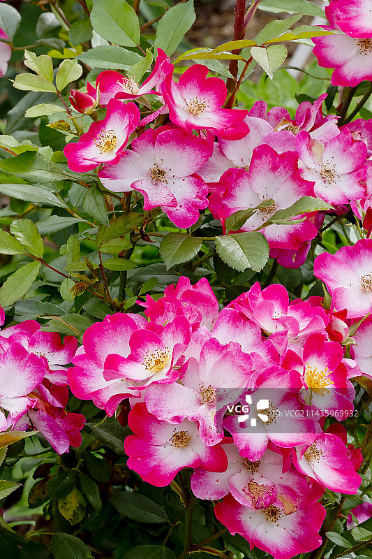 花园中盛开的“布卡武”玫瑰树图片素材