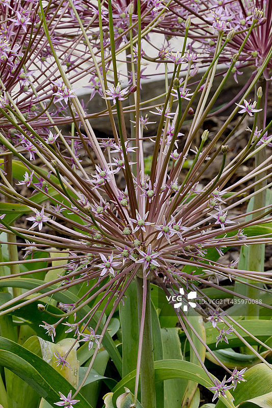 舒伯特大蒜图片素材