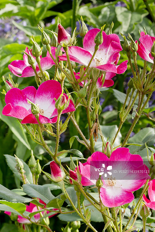 花园中盛开的“布卡武”玫瑰树图片素材