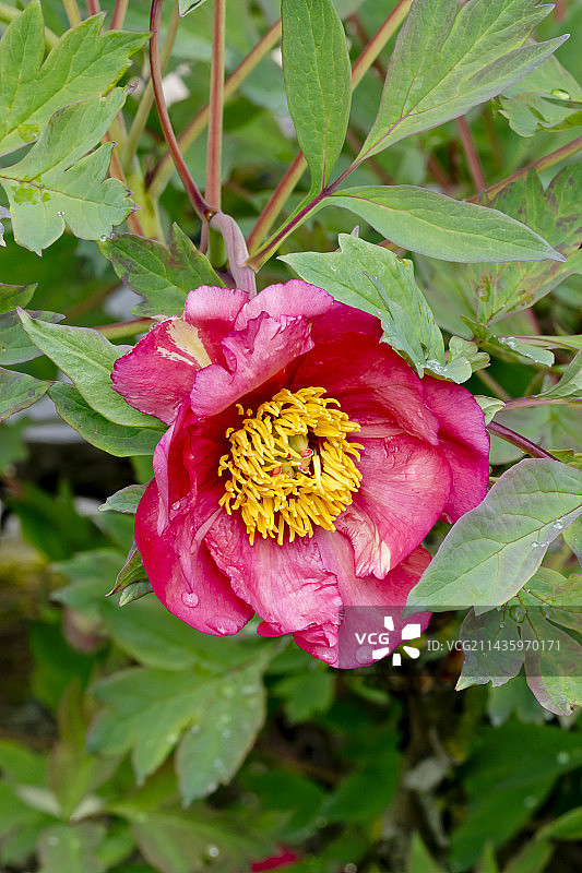 黄牡丹图片素材