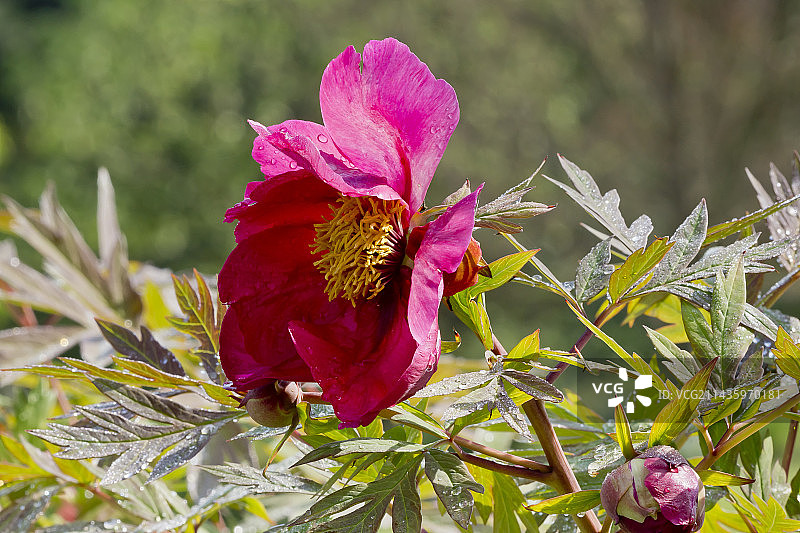 花园中盛开的黄色牡丹“中国龙”图片素材