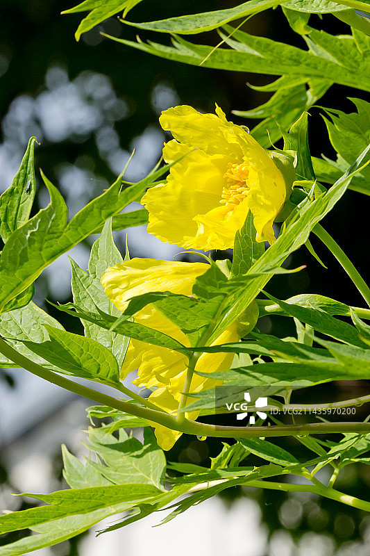 路德黄牡丹图片素材