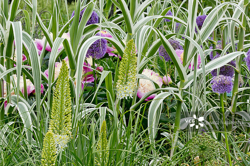 芍药独尾草高茎葱芦竹图片素材