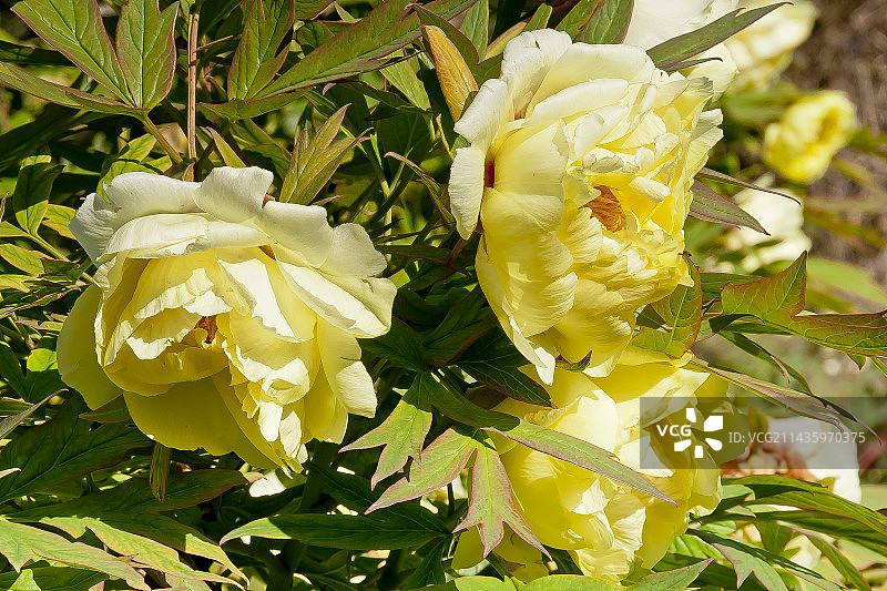 花园中盛开的黄色牡丹“正午”图片素材