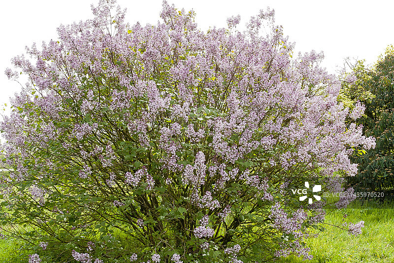 波斯丁香图片素材