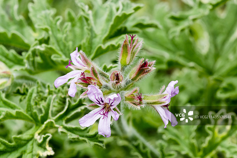 天竺葵 ‘格雷夫人普利茅斯’图片素材