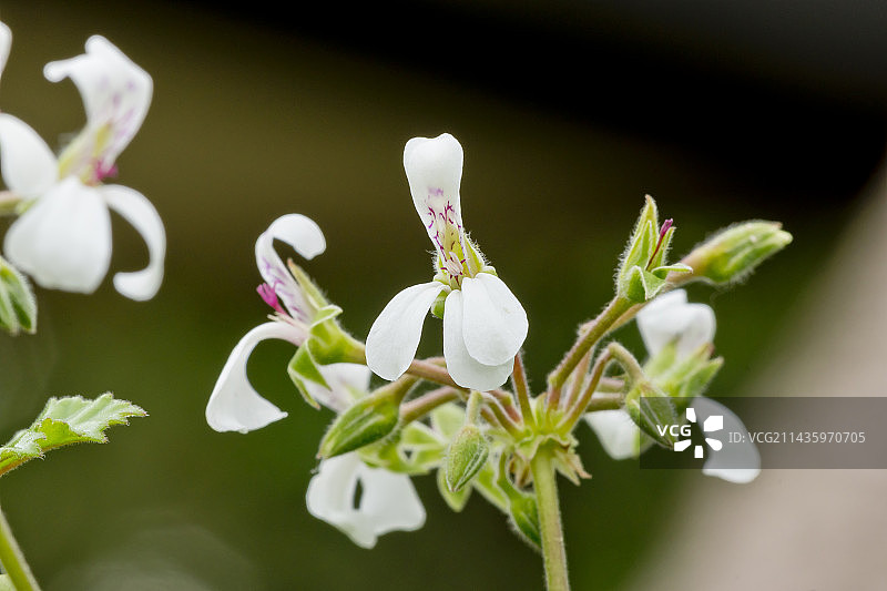 花园中盛开的天竺葵图片素材