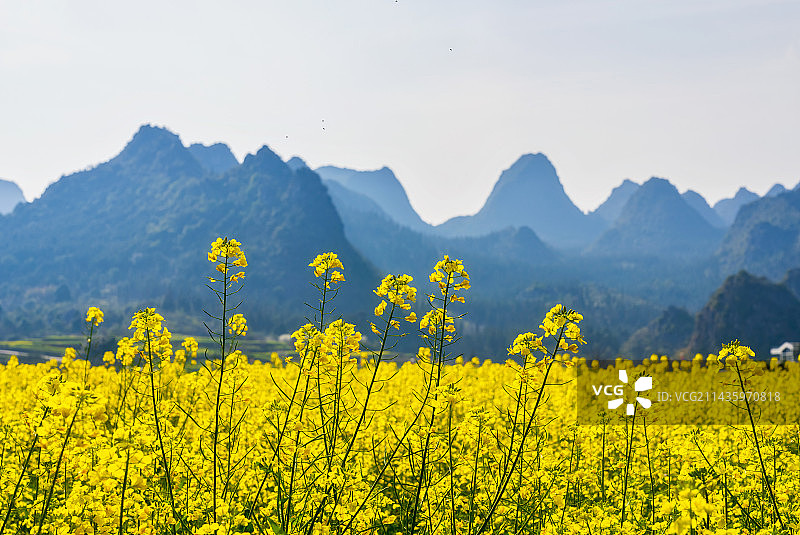 贵州省黔西南布依族苗族自治州兴义市万峰林景区油菜花田春季户外风光图片素材