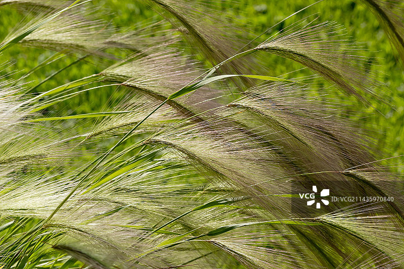 野大麦图片素材