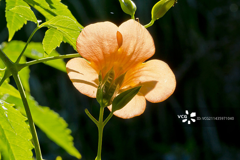 美国凌霄图片素材