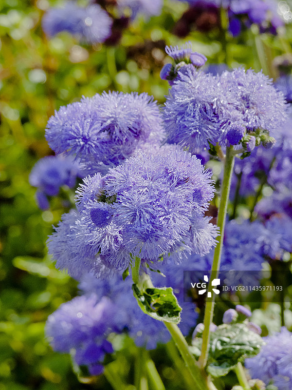 霍香蓟‘蓝色地平线’图片素材