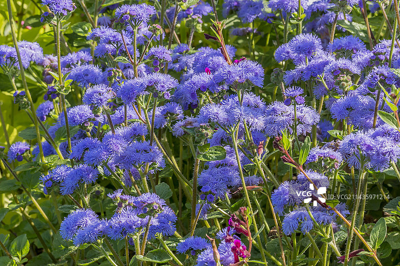 胜红蓟Blue Planet图片素材