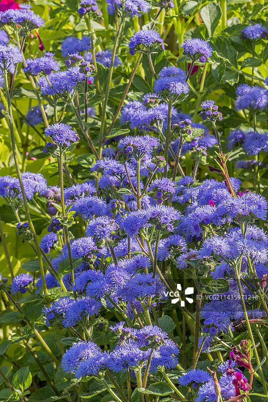 胜红蓟Blue Planet图片素材