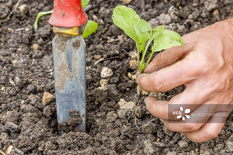 种植萝卜图片素材