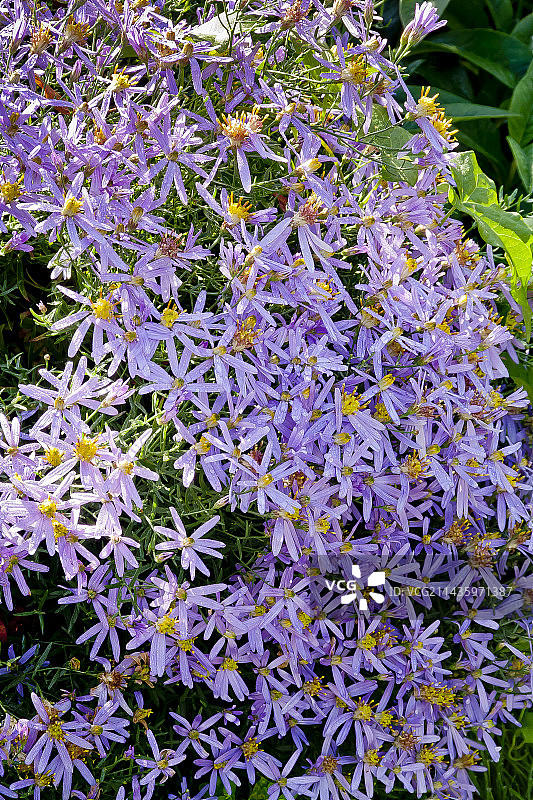 玫瑰花蕾紫菀图片素材