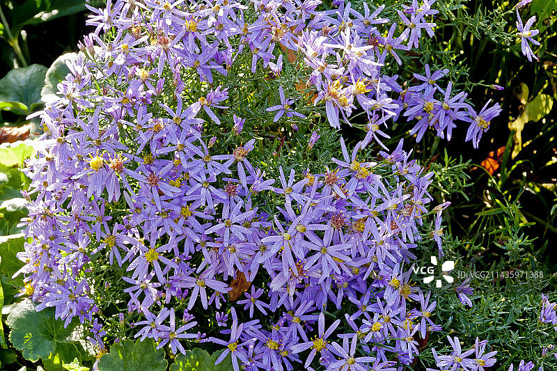 玫瑰花蕾紫菀图片素材