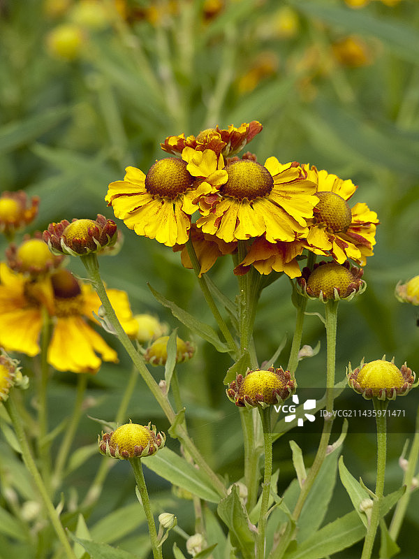 Helenium秋季“布雷辛厄姆金”图片素材