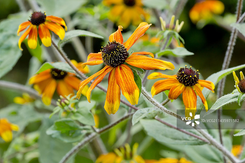 三叶草“草原之光”图片素材