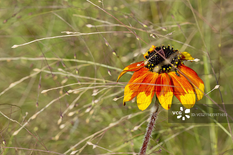 三叶草“草原之光”图片素材