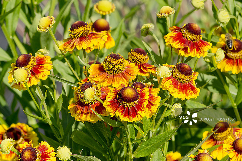 Helenium“海伦娜”图片素材