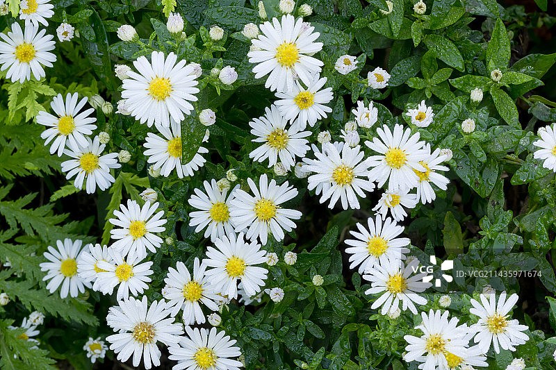 矮紫菀“雪精灵”图片素材