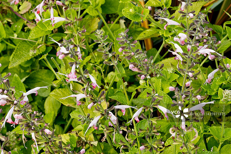 猩红鼠尾草’夏日宝石玫瑰’图片素材