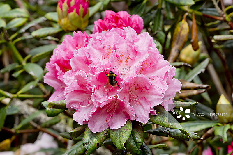 花园里盛开的杜鹃花“海顿猎人”图片素材
