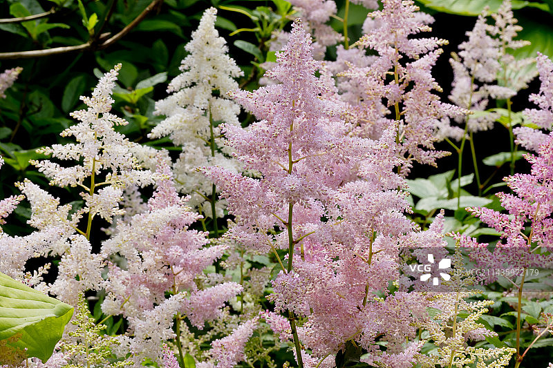 日本落新妇“Europa”图片素材