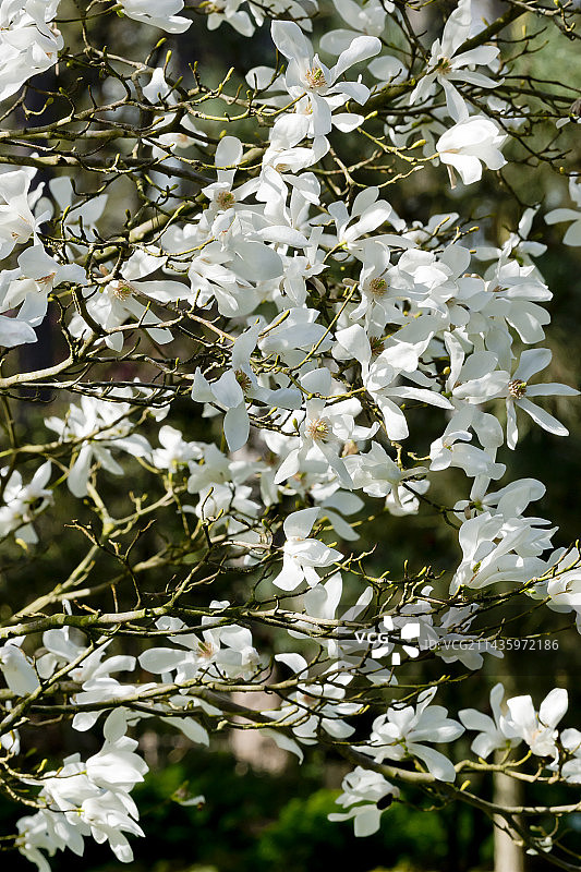 柳叶玉兰图片素材